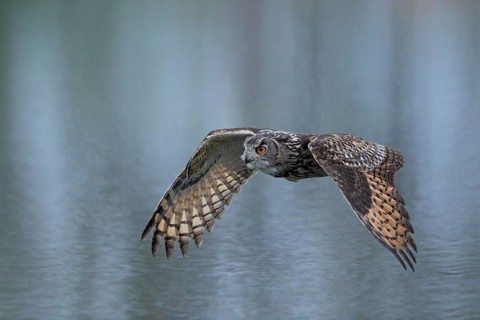 Europäischer Uhu, lat. Bubo bubo, im Flug über einer Wasserfläche