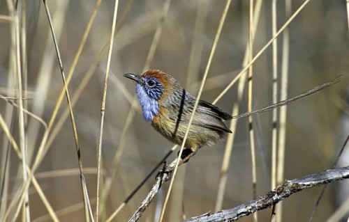 Mallee Emu-wren (Stipiturus mallee) male, Victoria, Australia