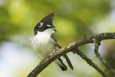 Collared Flycatcher (Ficedula albicollis), Baden-Wuerttemberg, Germany