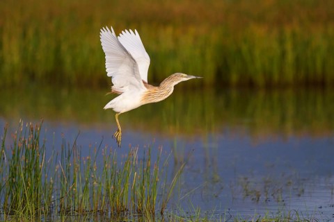 Squacco Heron (Ardeola ralloides) flying, Greece