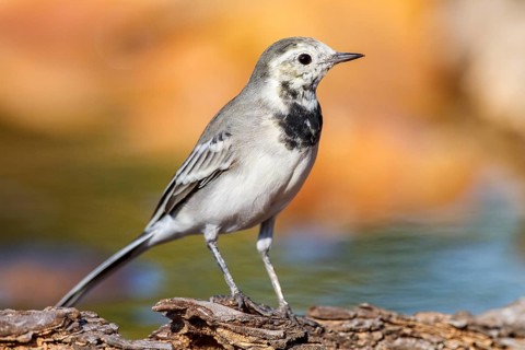 White Wagtail (Motacilla alba), Alicante, Spain