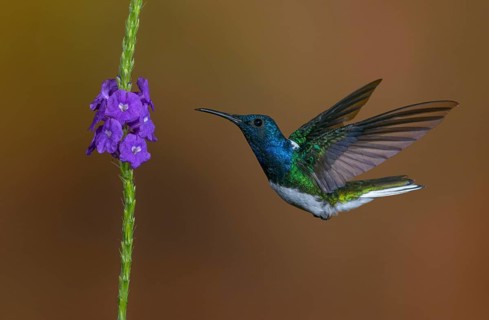 White-necked Jacobin (Florisuga mellivora) - at the Nature Pavilion in La Virgen, Costa Rica