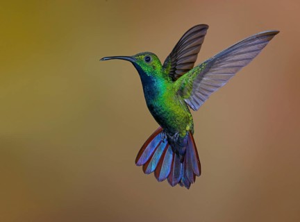 Green-breasted Mango (Anthracothorax prevostii) - at Laguna Lagarto Lodge near Boca Tapada, Costa