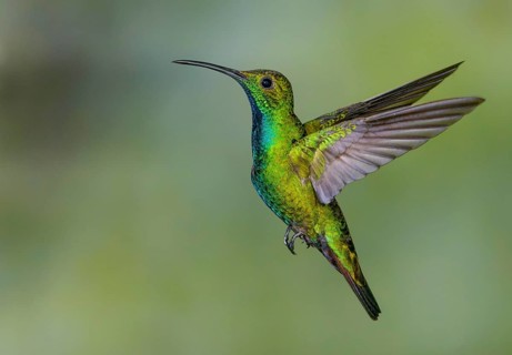 Green-breasted Mango (Anthracothorax prevostii) - at Laguna Lagarto Lodge near Boca Tapada, Costa
