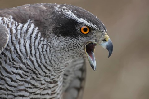 Habicht; lat. Accipiter gentilis; Kopfportrait eines rufenden adulten Weibchens