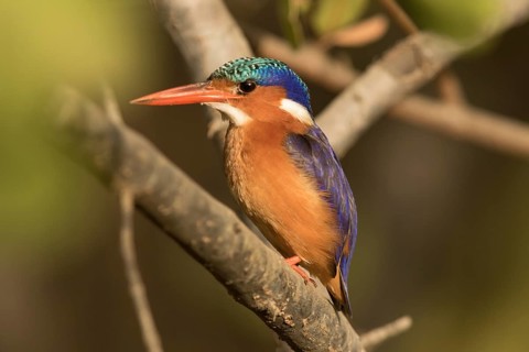 Malachite Kingfisher (Corythornis cristatus), Gambia
