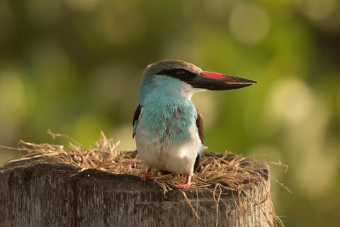 Blue-breasted Kingfisher (Halcyon malimbica), Gambia