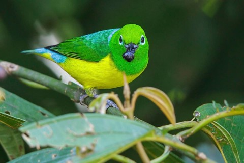 Blue-naped Chlorophonia (Chlorophonia cyanea) perched on a branch in Manu National Park, Peru