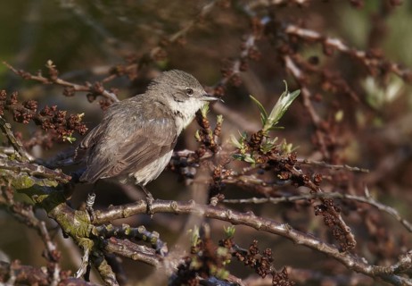 Lesser Whitethroat (Sylvia curruca), Schleswig-Holstein, Germany