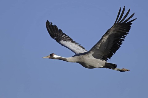 Common Crane (Grus grus) flying, Vaestergoetland, Sweden