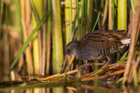 Water Rail (Rallus aquaticus) juvenile foraging, Saxony, Germany