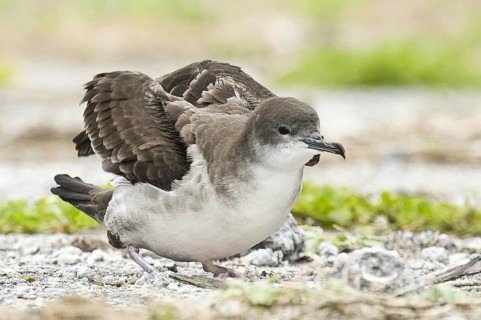 Wedge-tailed Shearwater (Ardenna pacifica), Hawaii, USA