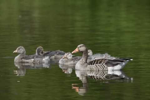 Greylag goose (Anser anser) with goslings, North Rhine-Westphalia, Germany