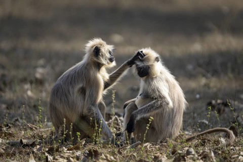 Northern plains gray langurs (Semnopithecus entellus), louse each other, Bandhavgarh National Park,