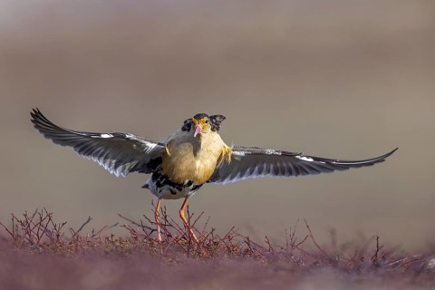 Ruff (Calidris pugnax) territorial male in breeding plumage displaying by spreading wings during