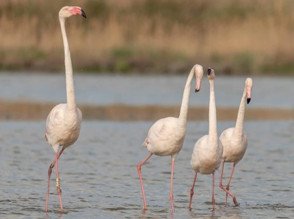 A group of flamingos in full courtship display in a wetland habitat on a clear day. The scene