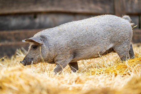 Mangalica domestic pig in the straw, Germany
