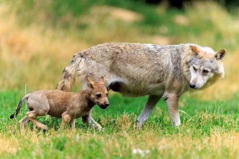 Wolf pup running across the meadow near its mother, Timberwolf, wolf, American wolf, (Canis lupus