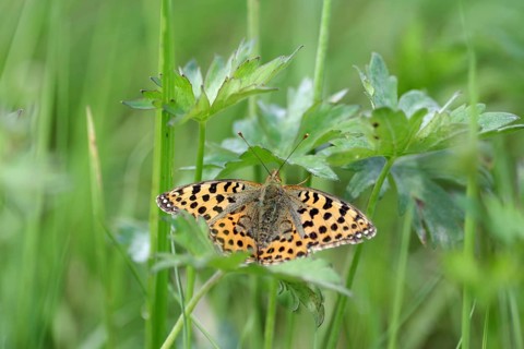 Small Pearl-bordered Fritillary (Issoria lathonia), spread wings, orange, meadow, close-up, North