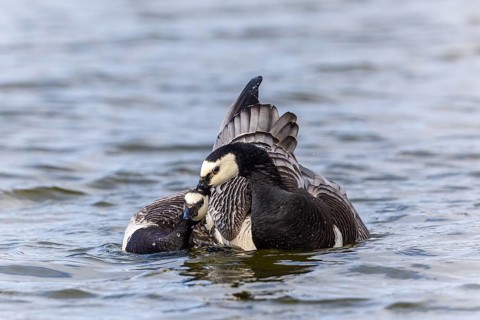 White-fronted Goose (Branta leucopsis), Geese (Anseriformes), Mating in the water, Aventdalen,