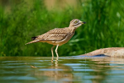 A bird in a calm environment, standing in the water, Stone Curlew (Burhinus oedicnemus), spring,