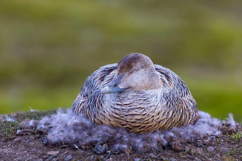 Eider duck (Somateria mollissima), hen brooding on the nest, duck birds (Anatidae), Aventdalen,