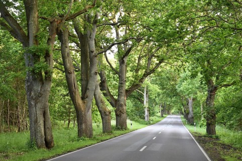 Oak avenue, oaks (Quercus robur) on the island of Rügen, Mecklenburg-Western Pomerania, Germany