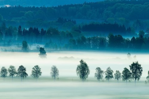 Early morning fog over the moor, birch (Betula), birch family (Betulaceae), fog, Pfrungen,
