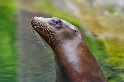 California sea lion (Zalophus californianus), adult, captive, animal portrait, occurrence Pacific