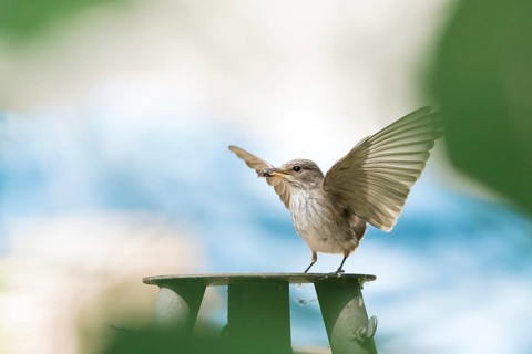 A grey flycatcher (Muscicapa striata) with outstretched wings holding prey in its beak against a