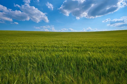 Endless green grain field under a partly cloudy summer sky, summer, Thüngen, Main Spessart