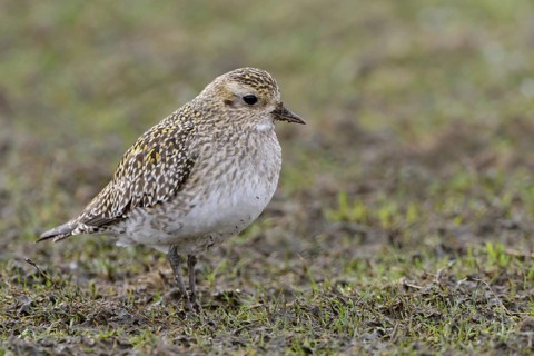 Stopover in North Rhine-Westphalia... Golden plover (Pluvialis apricaria) on migration, foraging in