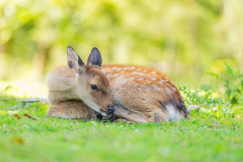 Sika deer (Cervus nippon) youngster on a meadow, Bavaria, Germany
