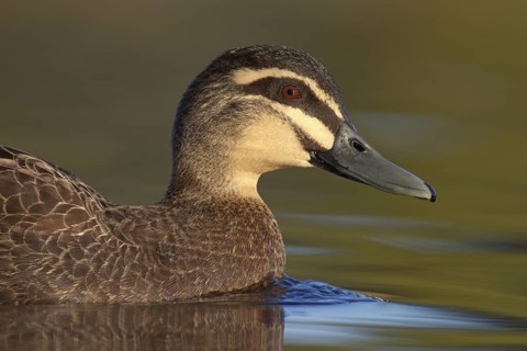 Pacific Black Duck (Anas superciliosa), Victoria, Australia