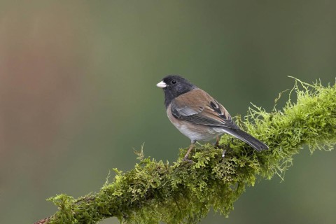Oregon Junco (Junco hyemalis oreganus), British Columbia, Canada