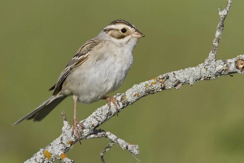 Clay-colored Sparrow (Spizella pallida), Manitoba, Canada