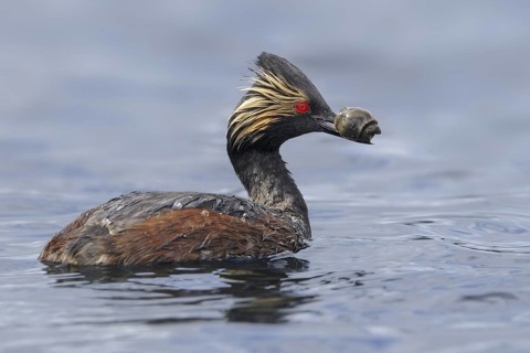 Black-necked Grebe (Podiceps nigricollis), Alberta, Canada