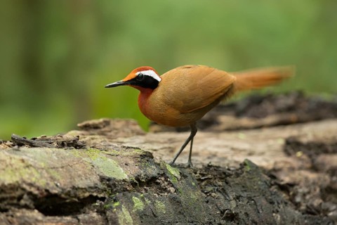 Rail-babbler (Eupetes macrocerus), Pahang, Malaysia
