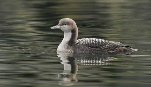 Pacific Loon (Gavia pacifica), British Columbia, Canada