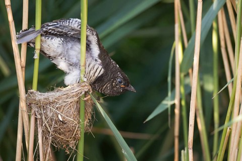 Common Cuckoo (Cuculus canorus) juvenile in nest of Eurasian Reed Warbler, Saxony-Anhalt, Germany