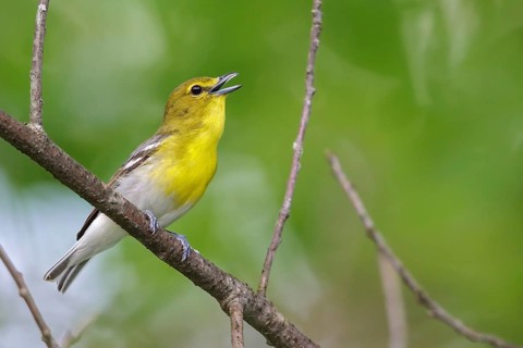 Yellow-throated Vireo (Vireo flavifrons) perched on a branch in southern Ontario, Canada