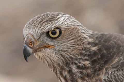 Pale Chanting Goshawk (Melierax canorus) juvenile, Northern Cape, South Africa