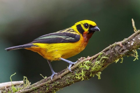 Golden Tanager (Tangara arthus) perched on a branch in Manu National Park, Peru