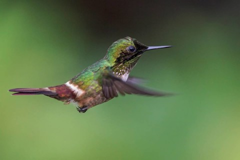 Festive Coquette (Lophornis chalybeus) flying and feeding at a flower in the Atlantic rainforest of