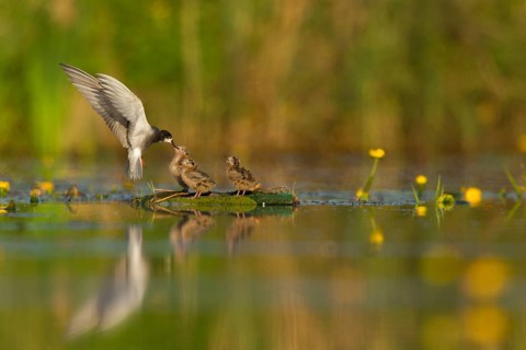 Black Tern (Chlidonias niger) feeding of juvenile, Netherlands
