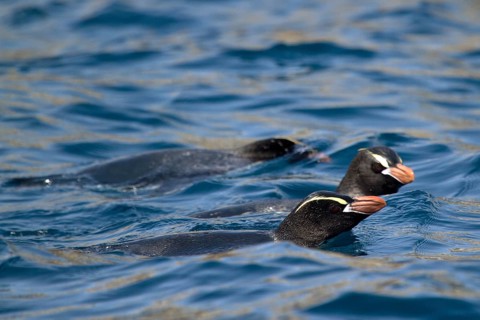 Erect-crested Penguin (Eudyptes sclateri), Antipodes Island, New Zealand