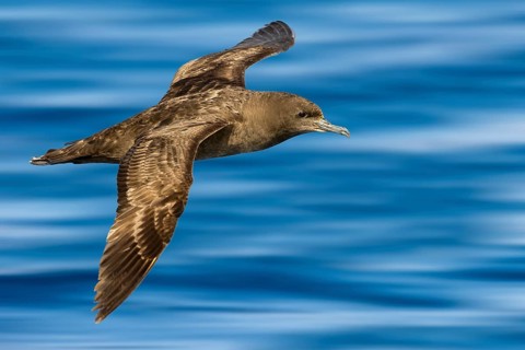Sooty Shearwater (Ardenna grisea) flying, Eilat, Israel