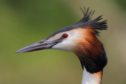 Great Crested Grebe (Podiceps cristatus), North Rhine-Westphalia, Germany