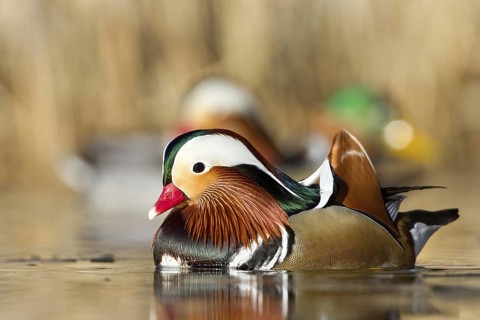 Mandarin Duck (Aix galericulata) male, St. Gallen, Switzerland