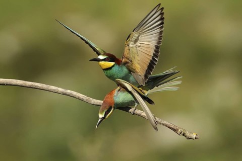 European Bee-eater (Merops apiaster) pair mating, Piedmont, Italy